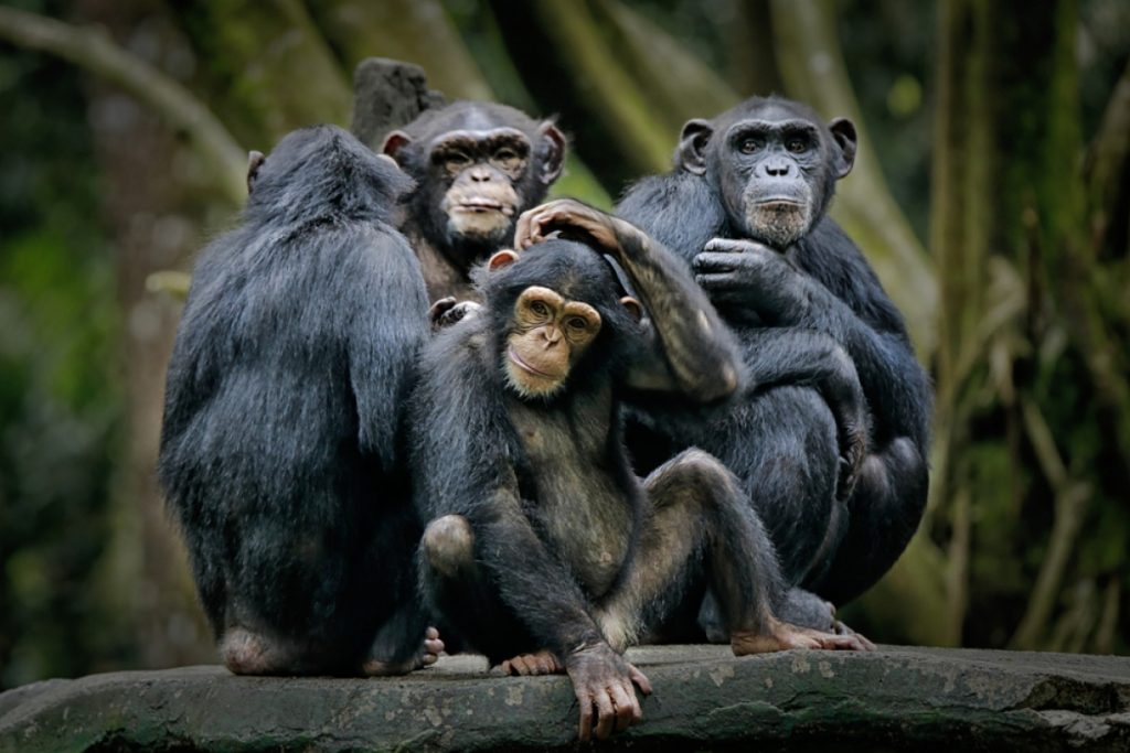 Сообразительные: шимпанзе сбежали из ирландского зоопарка, соорудив из поломанных веток «лестницу» 1
