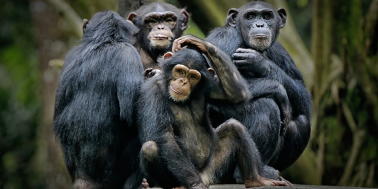 Сообразительные: шимпанзе сбежали из ирландского зоопарка, соорудив из поломанных веток «лестницу»