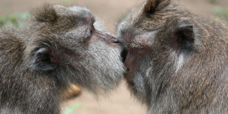 В День святого Валентина вход в Николаевский зоопарк «именинникам» – бесплатно