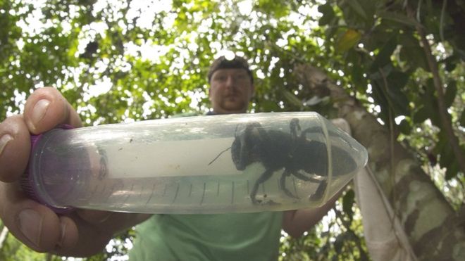 В Индонезии нашли самую большую пчелу в мире, которую считали вымершей 1