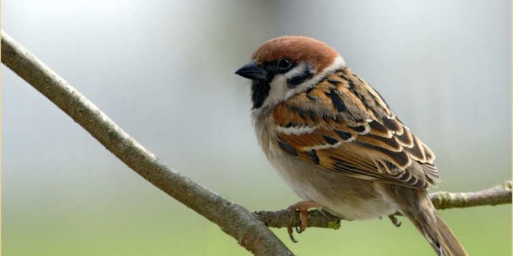 Ученые обнаружили останки древнего предка воробьев