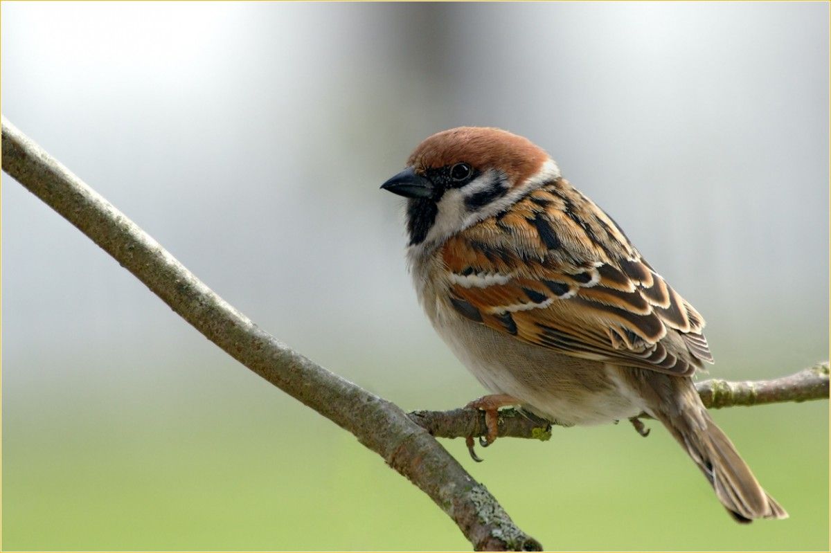 Ученые обнаружили останки древнего предка воробьев