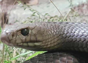 Ко Дню всех влюбленных: в Австралии разыгрывают возможность назвать змею именем бывшей второй половинки