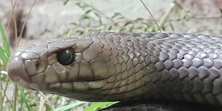 Ко Дню всех влюбленных: в Австралии разыгрывают возможность назвать змею именем бывшей второй половинки