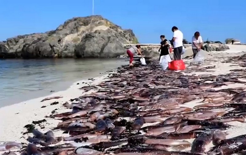 Кладбище каракатиц. На пляже в Чили обнаружили тысячи мертвых моллюсков 1