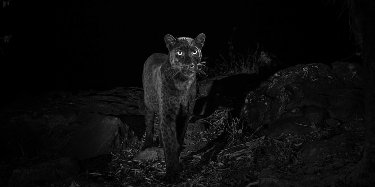 Впервые за 100 лет в Африке сфотографировали черного леопарда