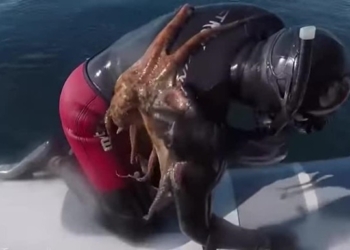 В Италии к дайверу присосался осьминог