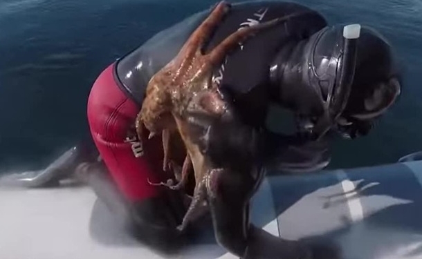 В Италии к дайверу присосался осьминог