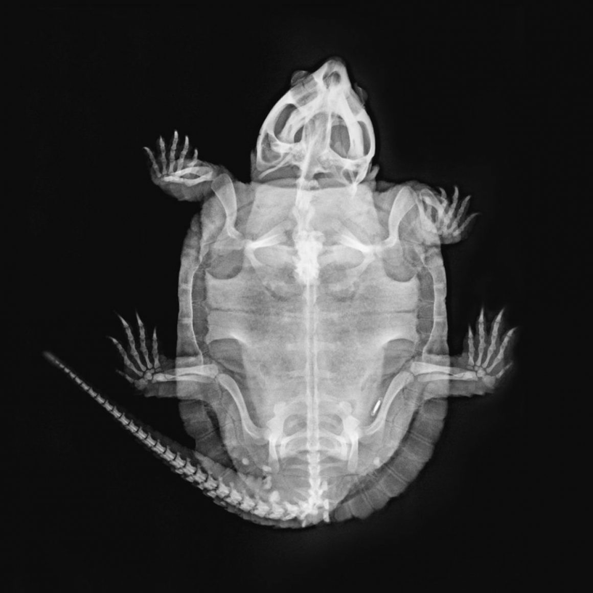Ящерицы и черепаха: Лондонский зоопарк показал рентгеновские снимки животных 1