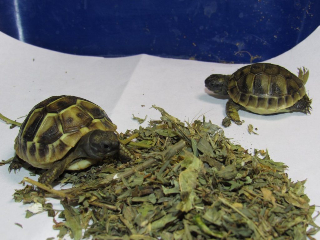 Балканские черепахи и водяные агамы из Николаевского зоопарка стали счастливыми родителями 1