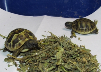Балканские черепахи и водяные агамы из Николаевского зоопарка стали счастливыми родителями