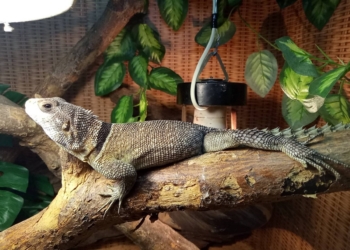 В Николаевском зоопарке в коллекции акватеррариума появились новые виды животных