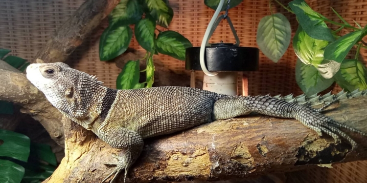 В Николаевском зоопарке в коллекции акватеррариума появились новые виды животных