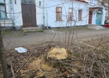 В центре Николаева спили здоровые акации. В райадминистрации говорят, что не они