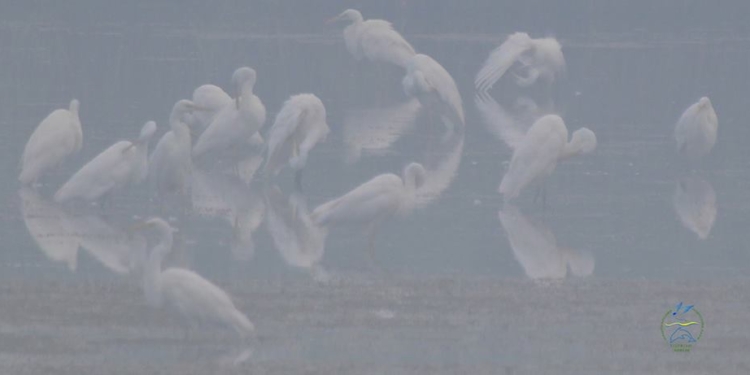 Весна? На Тузловские лиманы прилетели кудрявые пеликаны и белые цапли