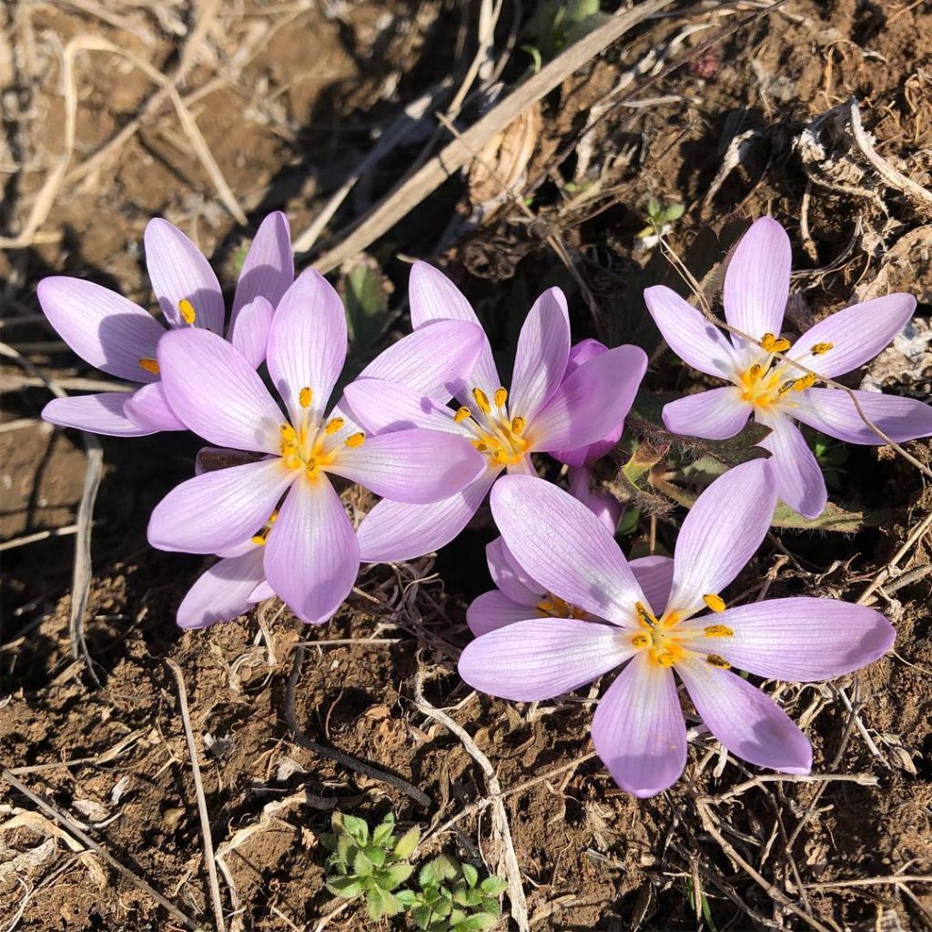 Весна близко. На склонах Тилигульского лимана распустились первоцветы 7