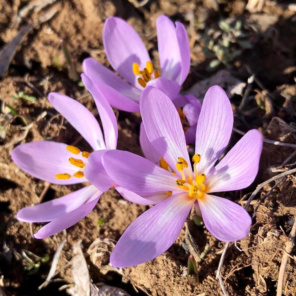 Весна близко. На склонах Тилигульского лимана распустились первоцветы 11