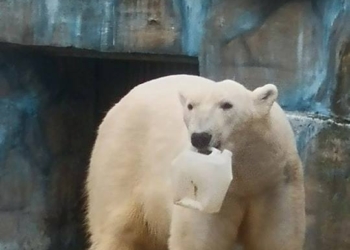 Белые медведи из Николаевского зоопарка отмечают сегодня свой день и ждут подарков из сверхпрочного пластика