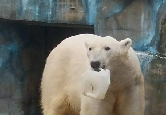 Белые медведи из Николаевского зоопарка отмечают сегодня свой день и ждут подарков из сверхпрочного пластика