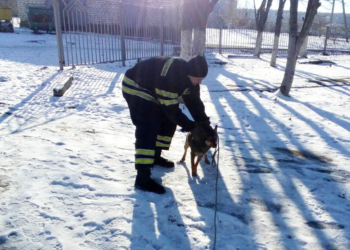 Спасатели выручили собаку, которая упала в двухметровую яму в Вознесенске