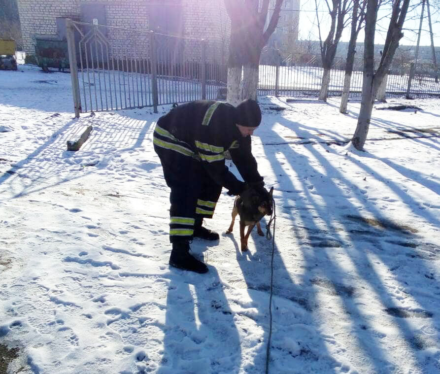 Спасатели выручили собаку, которая упала в двухметровую яму в Вознесенске 5