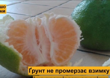 Как начать свое дело с нуля. Бывший экономист на Волыни выращивает цитрусовые под землей