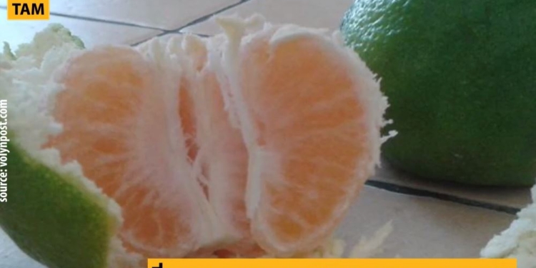 Как начать свое дело с нуля. Бывший экономист на Волыни выращивает цитрусовые под землей