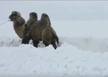 Ну, и кто внедорожник? Застрявшую в снегу Ниву вытащил…верблюд