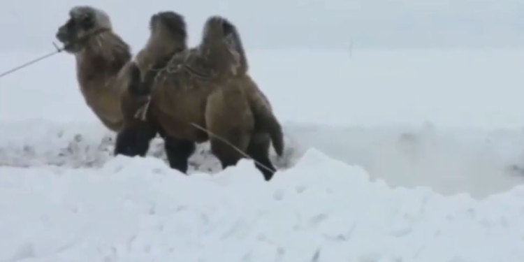 Ну, и кто внедорожник? Застрявшую в снегу Ниву вытащил…верблюд