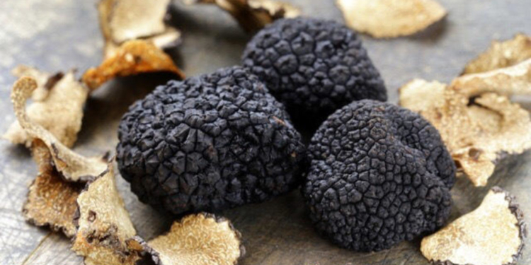 В Херсонском агроуниверситете стартует проект по выращиванию черного трюфеля