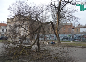 В Николаеве у акации откололась часть ствола с массивной веткой – проезд по Шнеерсона перекрыт
