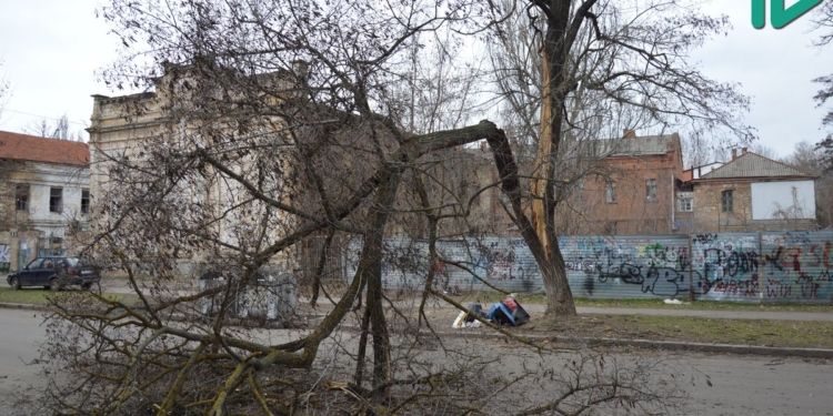 В Николаеве у акации откололась часть ствола с массивной веткой – проезд по Шнеерсона перекрыт