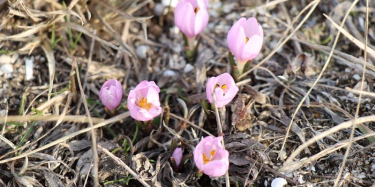 Такой февраль. На Арабатской стрелке зацвели ядовитые цветы