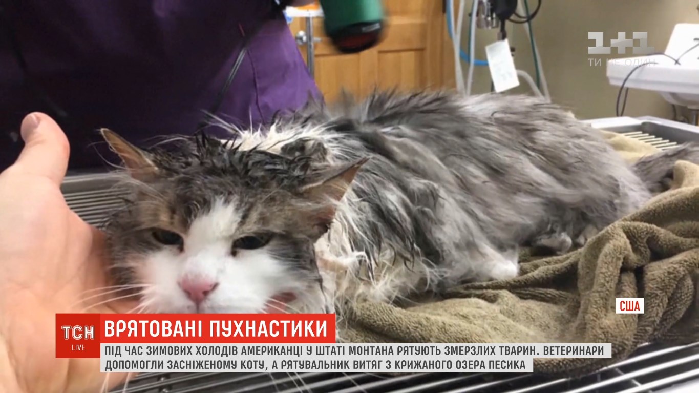 Аномальные холода в США: жители массово спасают замерзающих животных