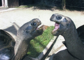 В Австралии разошлась пара черепах, которая встречалась почти 100 лет