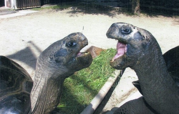 В Австралии разошлась пара черепах, которая встречалась почти 100 лет