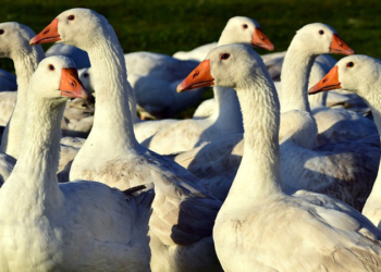 Гуси – это не только ценный пух. Украинских фермеров призывают с их помощью превращать траву в мясо