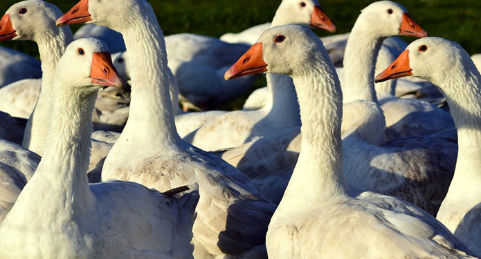 Гуси – это не только ценный пух. Украинских фермеров призывают с их помощью превращать траву в мясо