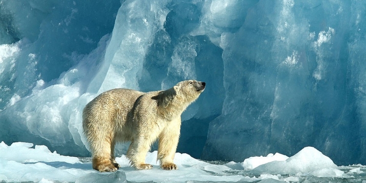 В РФ нашествие белых медведей: на архипелаге Новая Земля ввели режим ЧС