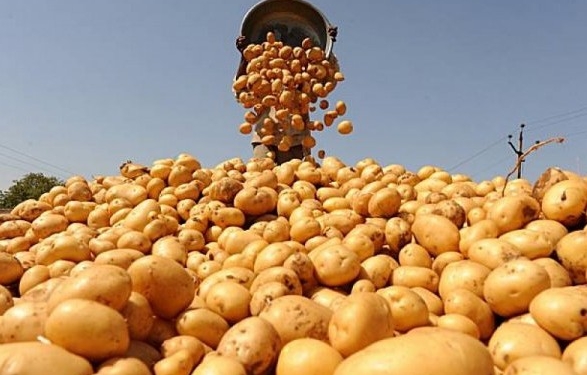 Оптовики обещают, что картофель в Украине подорожает на 25%