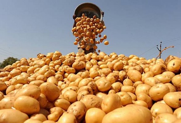 Украина импортировала годовой объем картофеля за один месяц - Госстат 1