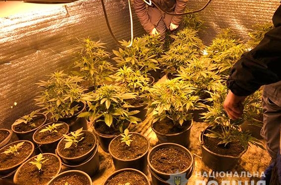На Николаевщине мужчина организовал у себя дома парник с коноплей