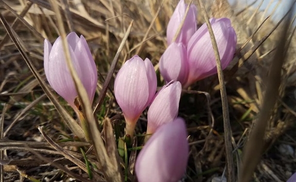 На Херсонщине расцвели подснежники и крокусы