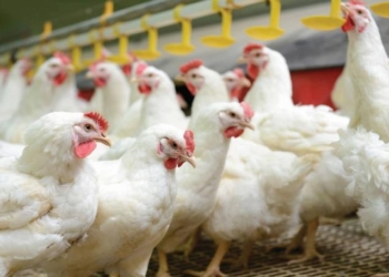 Снигиревская птицефабрика возобновляет работу. В планах –  113 млн. яиц в год