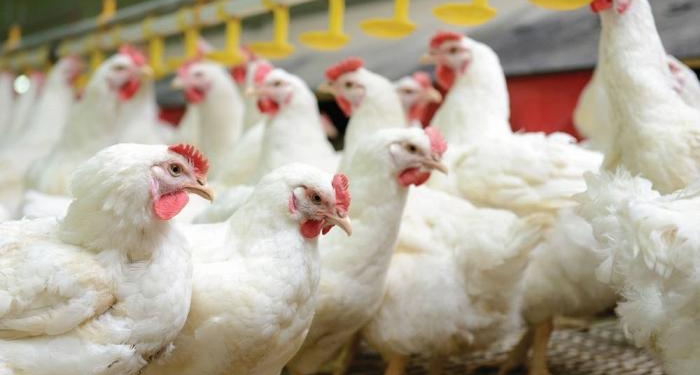 Снигиревская птицефабрика возобновляет работу. В планах –  113 млн. яиц в год