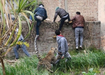 В Индии леопард напал на деревню: четверо пострадавших