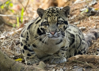 На Тайване заметили дымчатого леопарда, который считался вымершим уже 40 лет