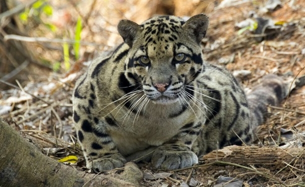 На Тайване заметили дымчатого леопарда, который считался вымершим уже 40 лет