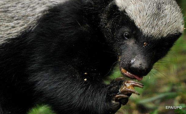 Безумство храбрых – путь к победе. Медоед спас детеныша из пасти леопарда