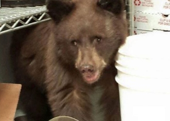 Смелый медвежонок забрался на кухню американского ресторана и уснул